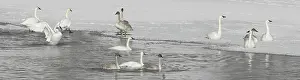 Trumpeter: Trumpeter Swans