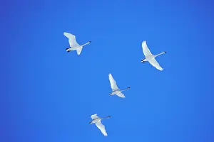 Trumpeter: Trumpeter Swans - on autumn migration - November