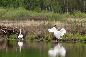 Trumpeter: Trumpeter Swans (Cygnus buccinator)
