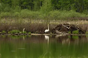 Trumpeter: Trumpeter Swans (Cygnus buccinator)