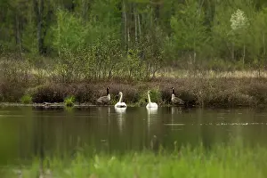 Trumpeter: Trumpeter Swans (Cygnus buccinator)