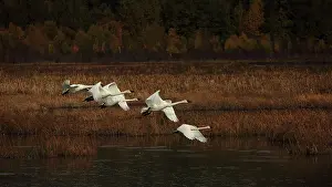 Trumpeter: Trumpeter Swans in flight