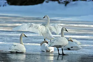 Trumpeter: Trumpeter Swans - on migration resting on ice