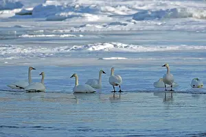 Trumpeter: Trumpeter Swans on migration resting on ice