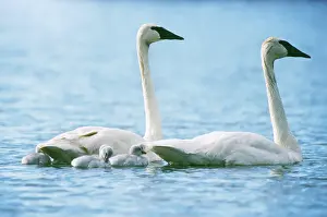 Cygnet: Trumpeter Swans with newborns