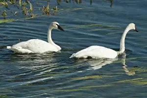 Trumpeter: Trumpeter swans - Pair swimming