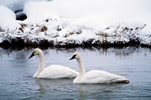 Trumpeter: TRUMPETER SWANS - two on river