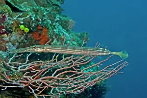 Aulostomus: Trumpetfish