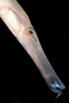Straits: Trumpetfish