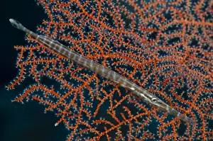 Syngnathiformes: Trumpetfish (Aulostomus chinensis), cross-hatched