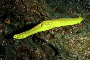 Syngnathiformes: Trumpetfish, Aulostomus chinensis, San Benedicto