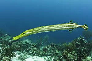 Maculatus: Trumpetfish (Aulostomus maculatus), Bonaire