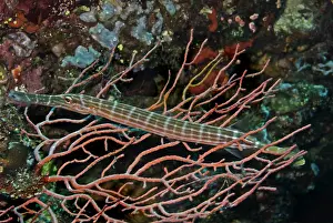Smaller: Trumpetfish - This fish is hiding in the coral