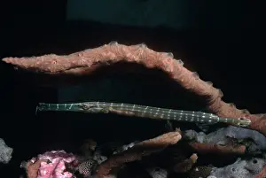 Sponges: Trumpetfish - hovers next to a sponge covered coral