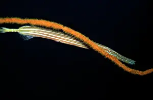 Note: Trumpetfish - hovers next to a whip coral waiting