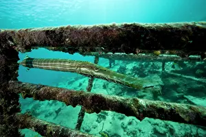 Wrecks: Trumpetfish - Santa Lucia Camaguey Cuba Caribbean Sea Atlant