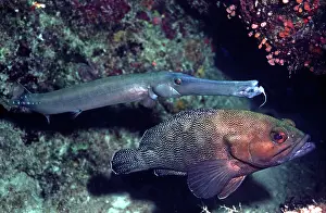 Note: Trumpetfish & Speckled-fin Rockcod / white-streaked