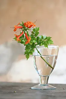 Resourceful: Trumpetvine