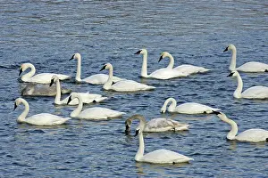 Buccinator: Trumpter Swan