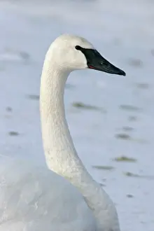Buccinator: Trumpter Swan