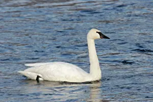 Buccinator: Trumpter Swan