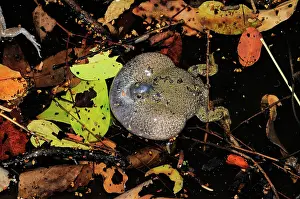 Fossorial: Truncate-snouted burrowing frog