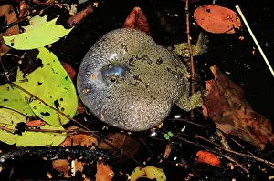 Fossorial: Truncate-snouted burrowing frog