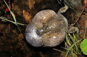 Fossorial: Truncate-snouted burrowing frog