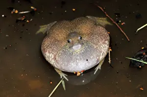Fossorial: Truncate-snouted burrowing frog