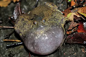 Fossorial: Truncate-snouted burrowing frog