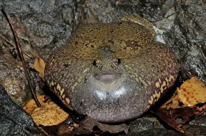 Fossorial: Truncate-snouted burrowing frog