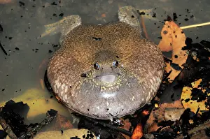 Fossorial: Truncate-snouted burrowing frog