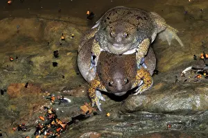 Spawning: Truncate-snouted burrowing frog