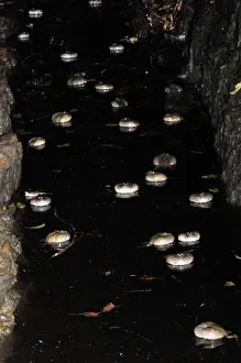 Fossorial: Truncate-snouted burrowing frogs