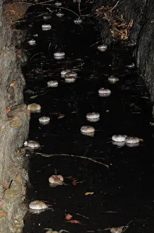 Fossorial: Truncate-snouted burrowing frogs
