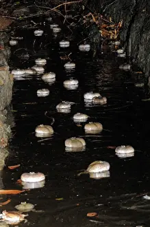 Fossorial: Truncate-snouted burrowing frogs
