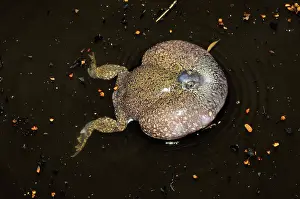 Fossorial: Truncate-snouted burrowing frogs
