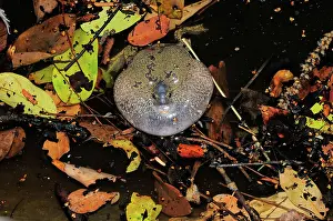 Fossorial: Truncate-snouted burrowing frogs
