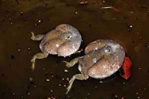 Fossorial: Truncate-snouted burrowing frogs