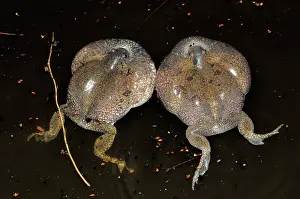 Fossorial: Truncate-snouted burrowing frogs