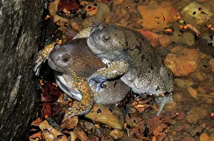 Fossorial: Truncate-snouted burrowing frogs