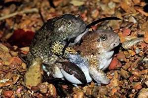 Fossorial: Truncate-snouted burrowing frogs