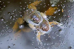 Fossorial: Truncate-snouted burrowing frogs