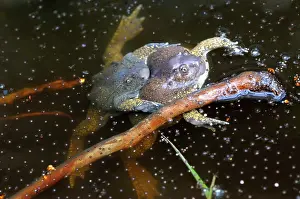 Fossorial: Truncate-snouted burrowing frogs