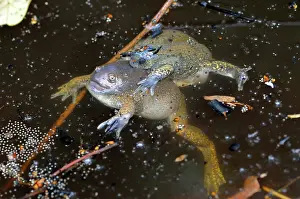 Fossorial: Truncate-snouted burrowing frogs