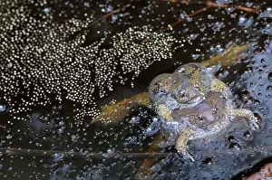 Fossorial: Truncate-snouted burrowing frogs