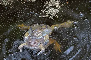 Fossorial: Truncate-snouted burrowing frogs