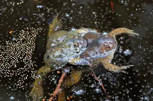 Fossorial: Truncate-snouted burrowing frogs