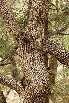 Juniper: Trunk of Alligator Juniper