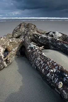 Washed: Trunk on the beach, Terschelling